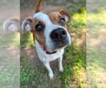 Small #1 Jack Russell Terrier Mix