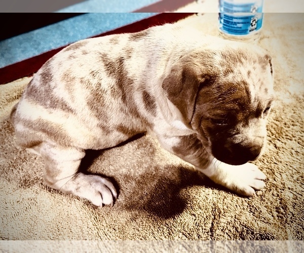 Medium Photo #10 American Bully Puppy For Sale in GROVE CITY, MN, USA