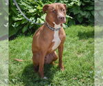 Small #6 American Staffordshire Terrier-Boxer Mix