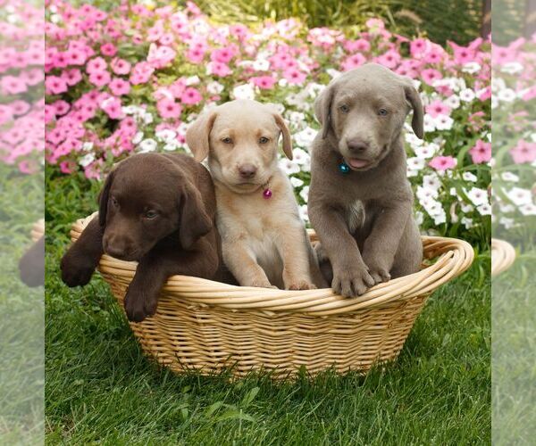 Medium Photo #2 Labrador Retriever Puppy For Sale in MORGANTOWN, PA, USA