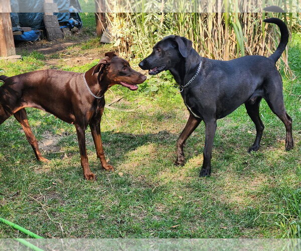 Medium Photo #3 Doberman Pinscher Puppy For Sale in Buffalo, MN, USA