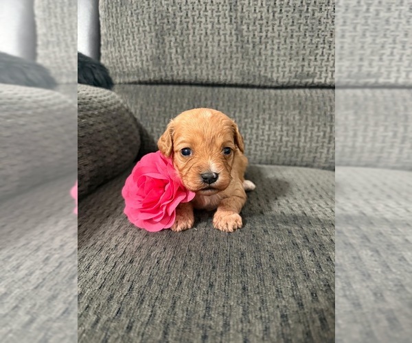 Medium Photo #1 Cavapoo (Toy) Puppy For Sale in JEFFERSONVILLE, IN, USA