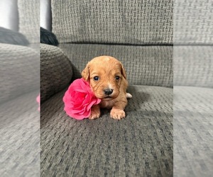 Cavapoo (Toy) Puppy for sale in JEFFERSONVILLE, IN, USA
