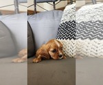 Small #1 Cavalier King Charles Spaniel