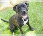 Small American Staffordshire Terrier