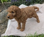 Small Photo #70 Irish Doodle Puppy For Sale in GOSHEN, IN, USA