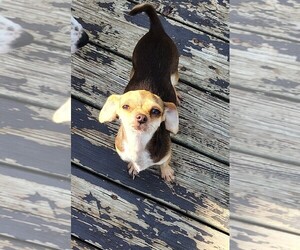 Chihuahua Puppy for sale in DAYTON, OH, USA