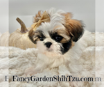 Small Photo #2 Shih Tzu Puppy For Sale in JACKSONVILLE, FL, USA