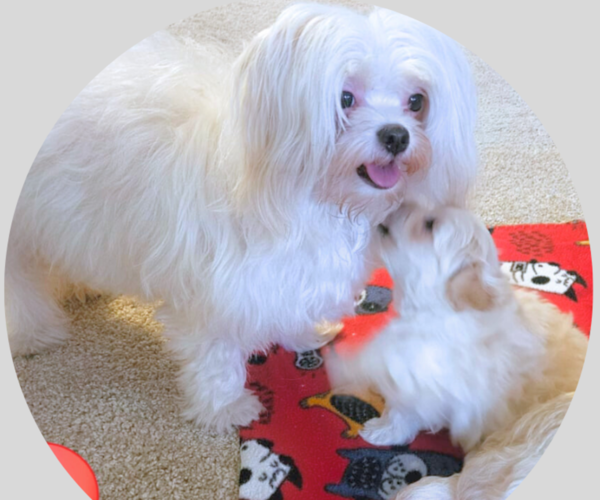 Medium Photo #1 Maltipoo (Toy) Puppy For Sale in PALM COAST, FL, USA