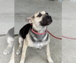 Small #11 Labrador Retriever Mix