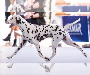 Father of the Dalmatian puppies born on 05/15/2025