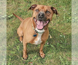 Bubba - Male Unknown-Vizsla Mix Dog for Adoption - Photo #9