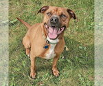 Small #8 Vizsla Mix