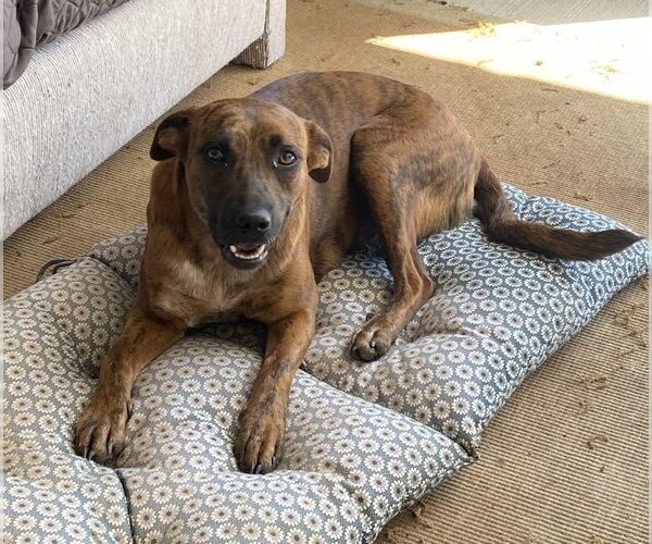 Medium Photo #2 Catahoula Leopard Dog-Unknown Mix Puppy For Sale in Spring, TX, USA