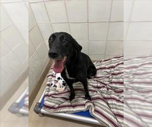 Labrador Retriever Dogs for adoption in Derwood, MD, USA