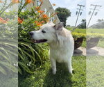 Small #2 Alusky