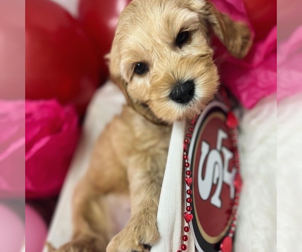Medium Photo #2 Australian Labradoodle Puppy For Sale in BRUSH PRAIRIE, WA, USA
