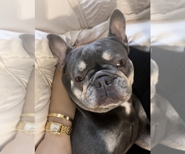 Medium Photo #1 French Bulldog Puppy For Sale in BELLE CHASSE, LA, USA