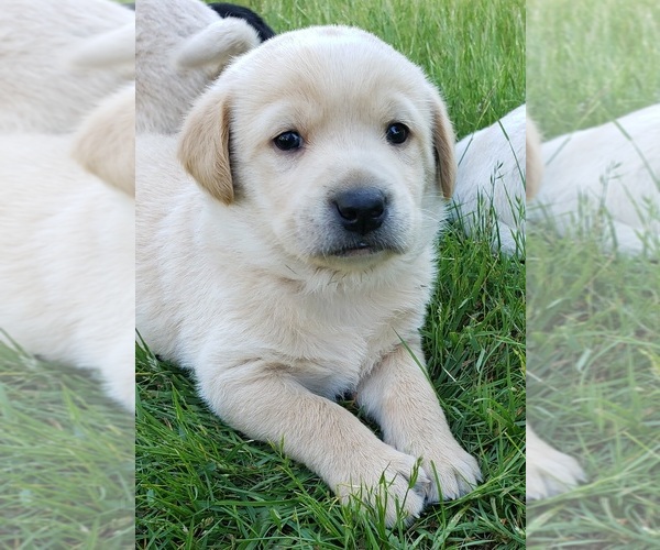 Medium Photo #1 Labrador Retriever Puppy For Sale in OLYMPIA, WA, USA