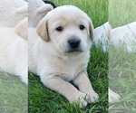 Puppy YELLOW MALE 3 Labrador Retriever
