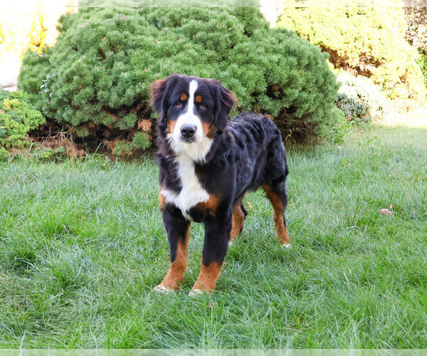 Medium Photo #1 Bernese Mountain Dog Puppy For Sale in SYRACUSE, IN, USA