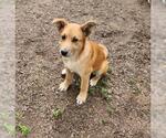 Small #1 German Shepherd Dog