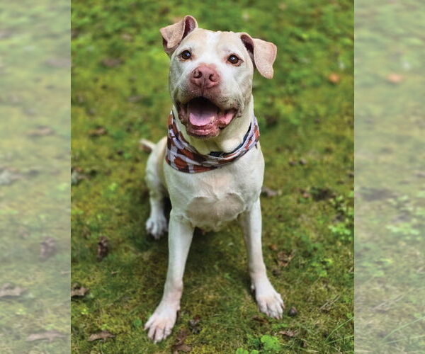 Medium Photo #2 American Pit Bull Terrier Puppy For Sale in Westminster, MA, USA