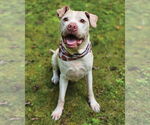Small #1 American Pit Bull Terrier