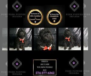 Poodle (Toy) Puppy for sale in WARSAW, IN, USA