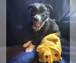 Puppy Tucker Border Collie