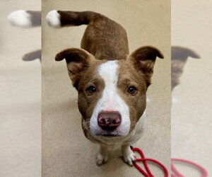 Border Collie-Unknown Mix Dogs for adoption in Derwood, MD, USA