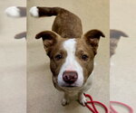Small Border Collie Mix