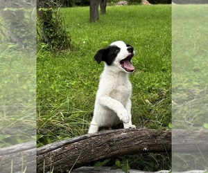 Texas Heeler Puppy for sale in TROY, MI, USA