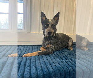 Mutt Dogs for adoption in Osgood, IN, USA