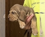 Liver and Tan F - Female Bloodhound Puppy for Sale - Photo #5