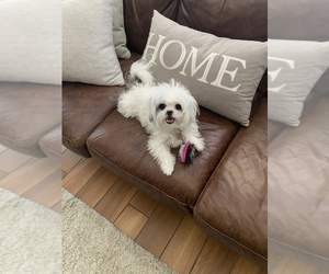 Peke-A-Tese Puppy for sale in PERRY, GA, USA