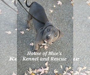 American Pit Bull Terrier Puppy for sale in DELAWARE, OH, USA
