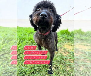 Poodle (Miniature)-Unknown Mix Dogs for adoption in San Diego , CA, USA