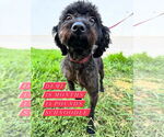 Small Poodle (Miniature) Mix