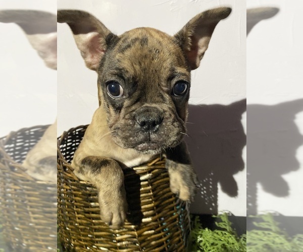 Medium Photo #4 Faux Frenchbo Bulldog Puppy For Sale in LIVERMORE, CA, USA
