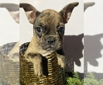 Small #3 Faux Frenchbo Bulldog