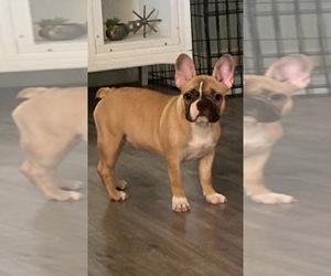 French Bulldog Puppy for sale in BAKERSFIELD, CA, USA