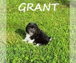 Small ShihPoo