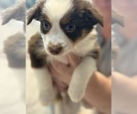 Small #5 Australian Shepherd