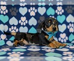 Small Photo #5 Dachshund Puppy For Sale in HONEY BROOK, PA, USA