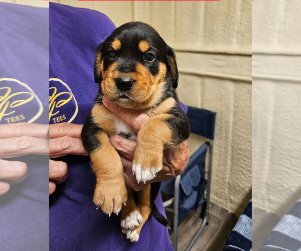 Medium Photo #2 Beagle-Unknown Mix Puppy For Sale in Dunnellon, FL, USA
