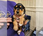 Small #1 Beagle Mix