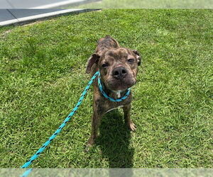 American Pit Bull Terrier Dogs for adoption in Ocala, FL, USA