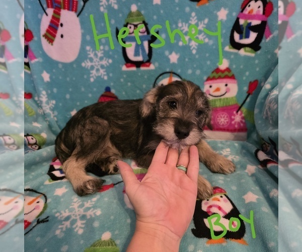 Medium Photo #25 Chizer Puppy For Sale in MONTEZUMA, GA, USA