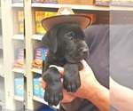 Puppy Puppy 1 Cane Corso